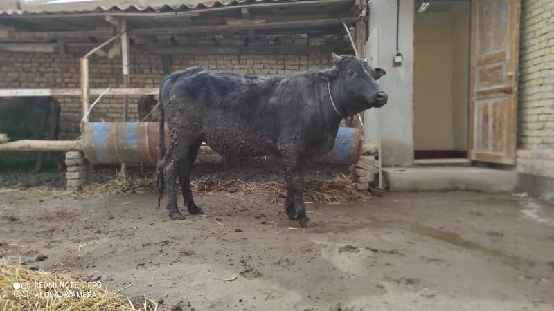 iki öküz iki unajyn - Чарджоу - img 1