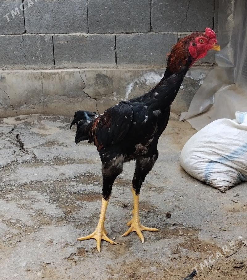 Tasgent - Бедев - img 1