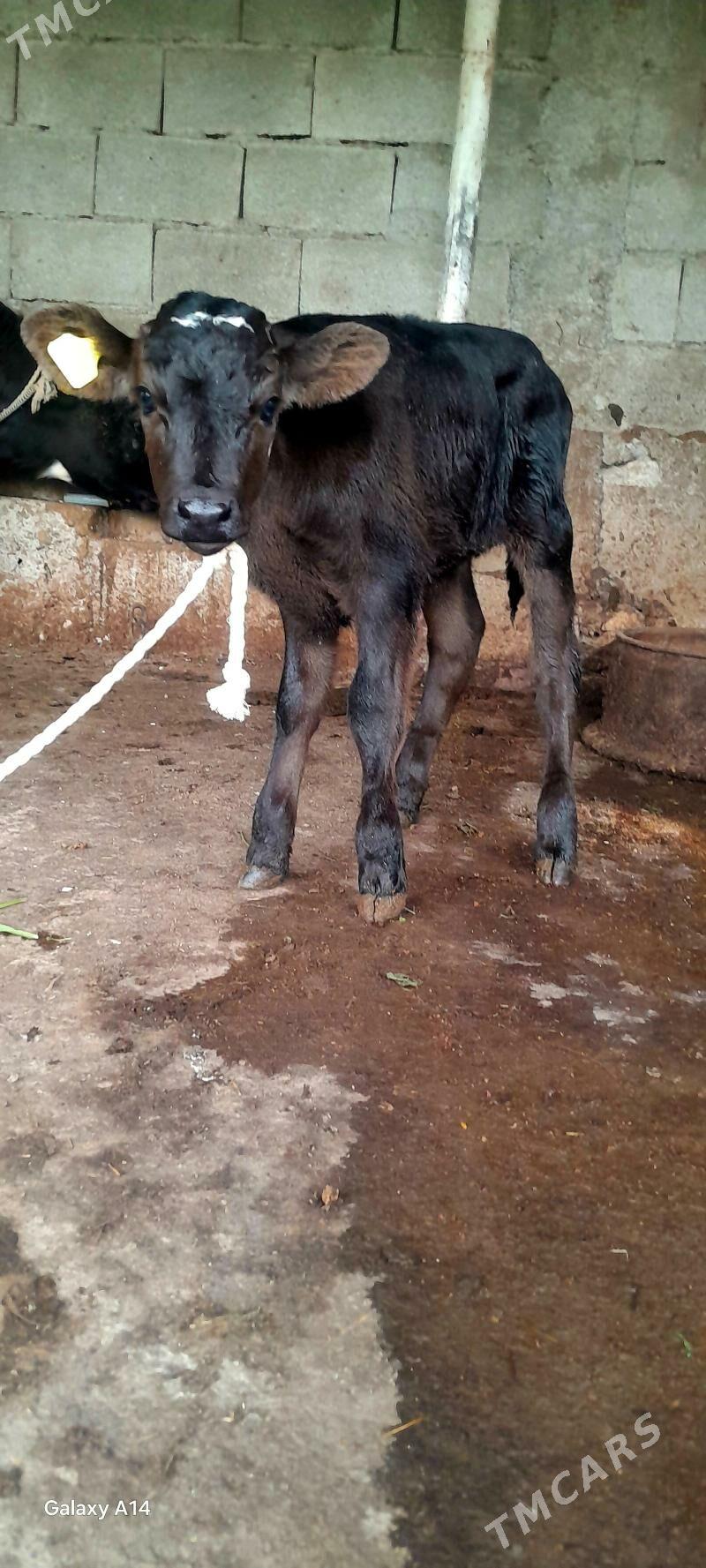 ÖKÜZÇE - Ашхабад - img 1