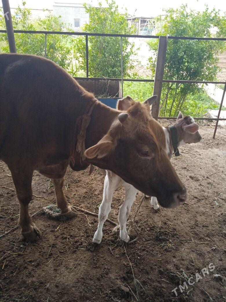 gololu sygyr - Мургап - img 1