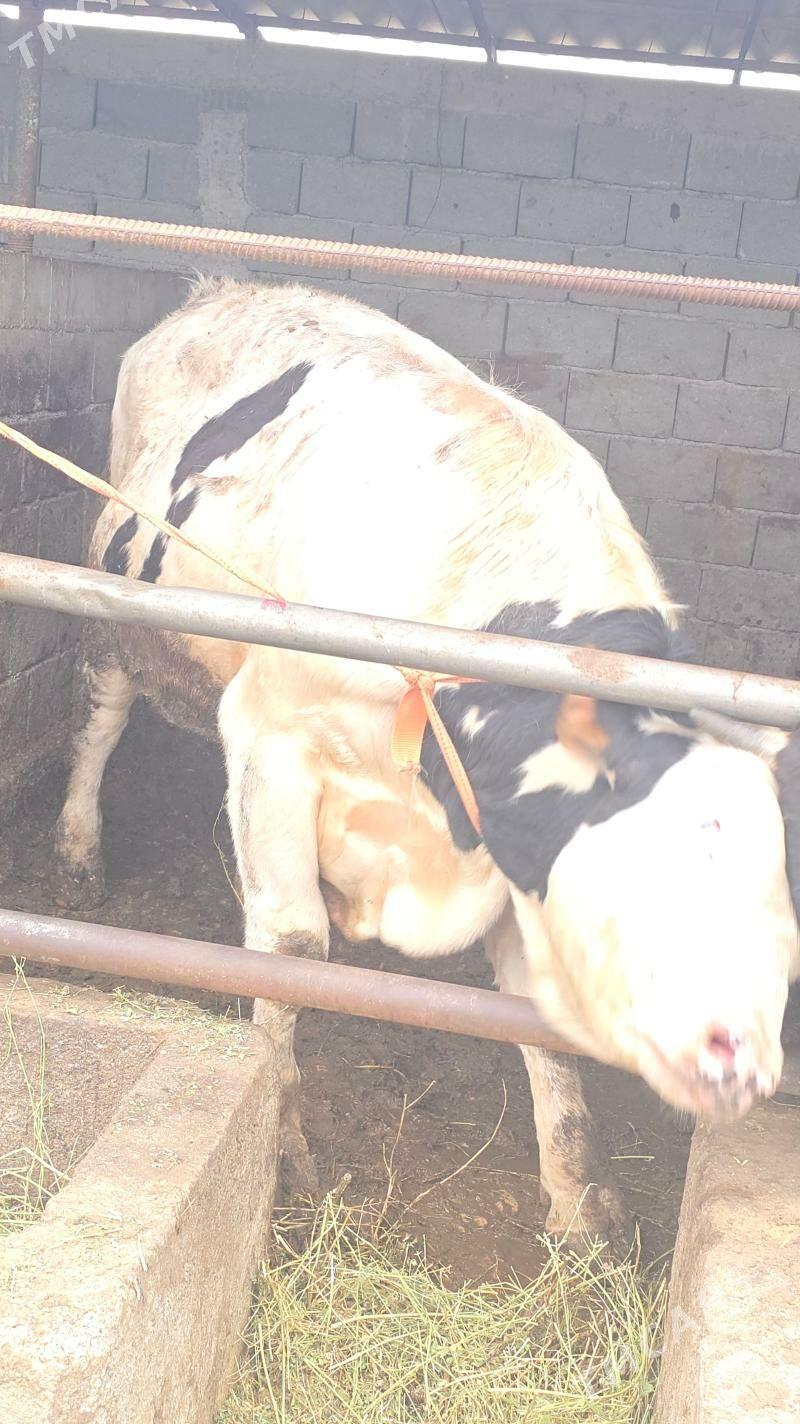 Okuz - Gökdepe - img 1