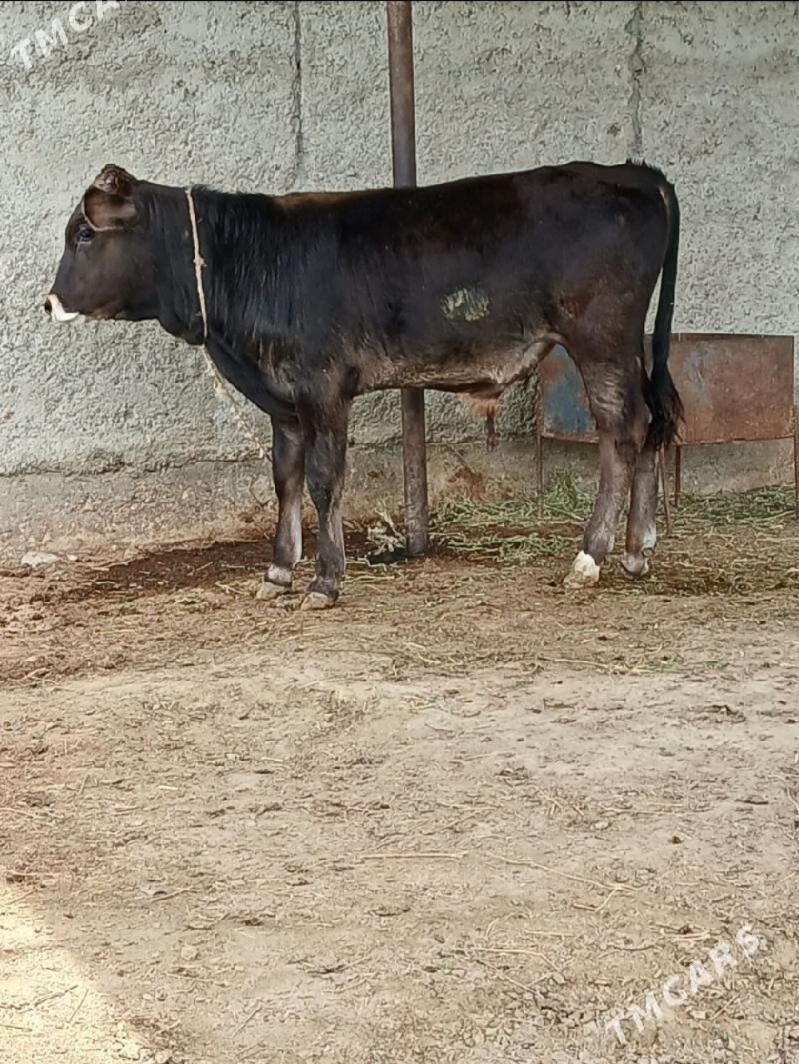 TOHIM ȘWES OKUZ - Ашхабад - img 1