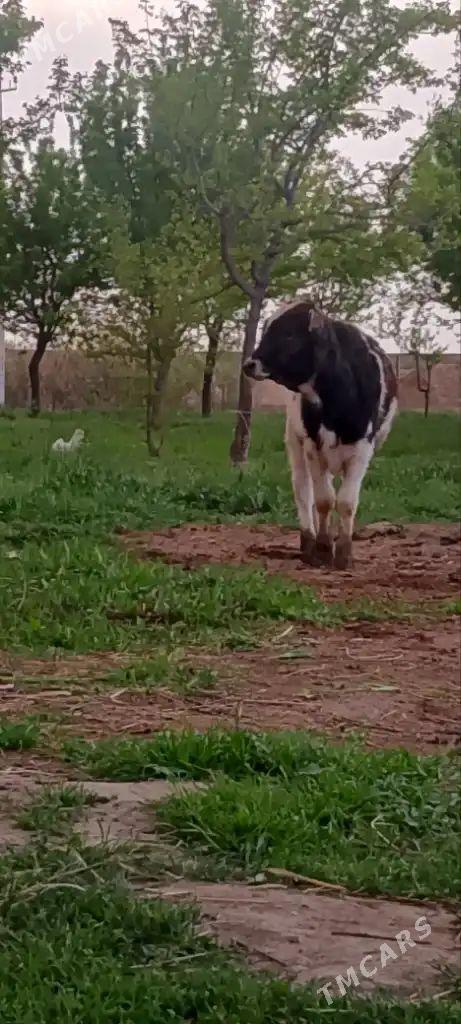 Ökuz şiwes - Ак-Бугдайский этрап - img 1