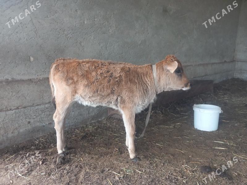 gulajyn - Векильбазар - img 1