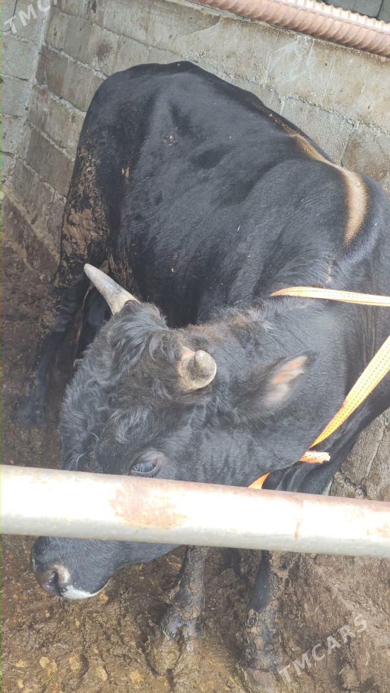 Okuz - Гёкдепе - img 1