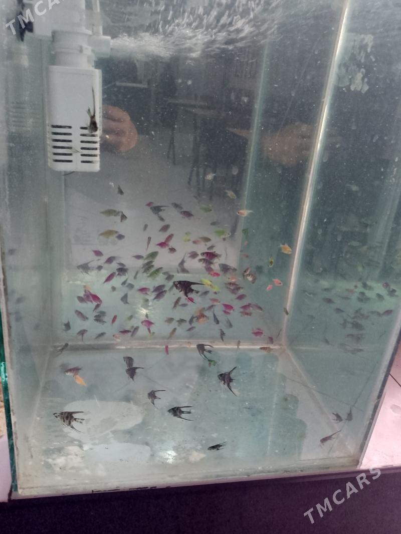 AKWARYUM 40LITYR - Туркменабат - img 1