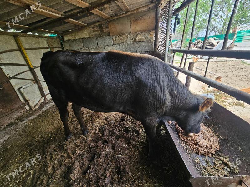 okuz - Aşgabat - img 1