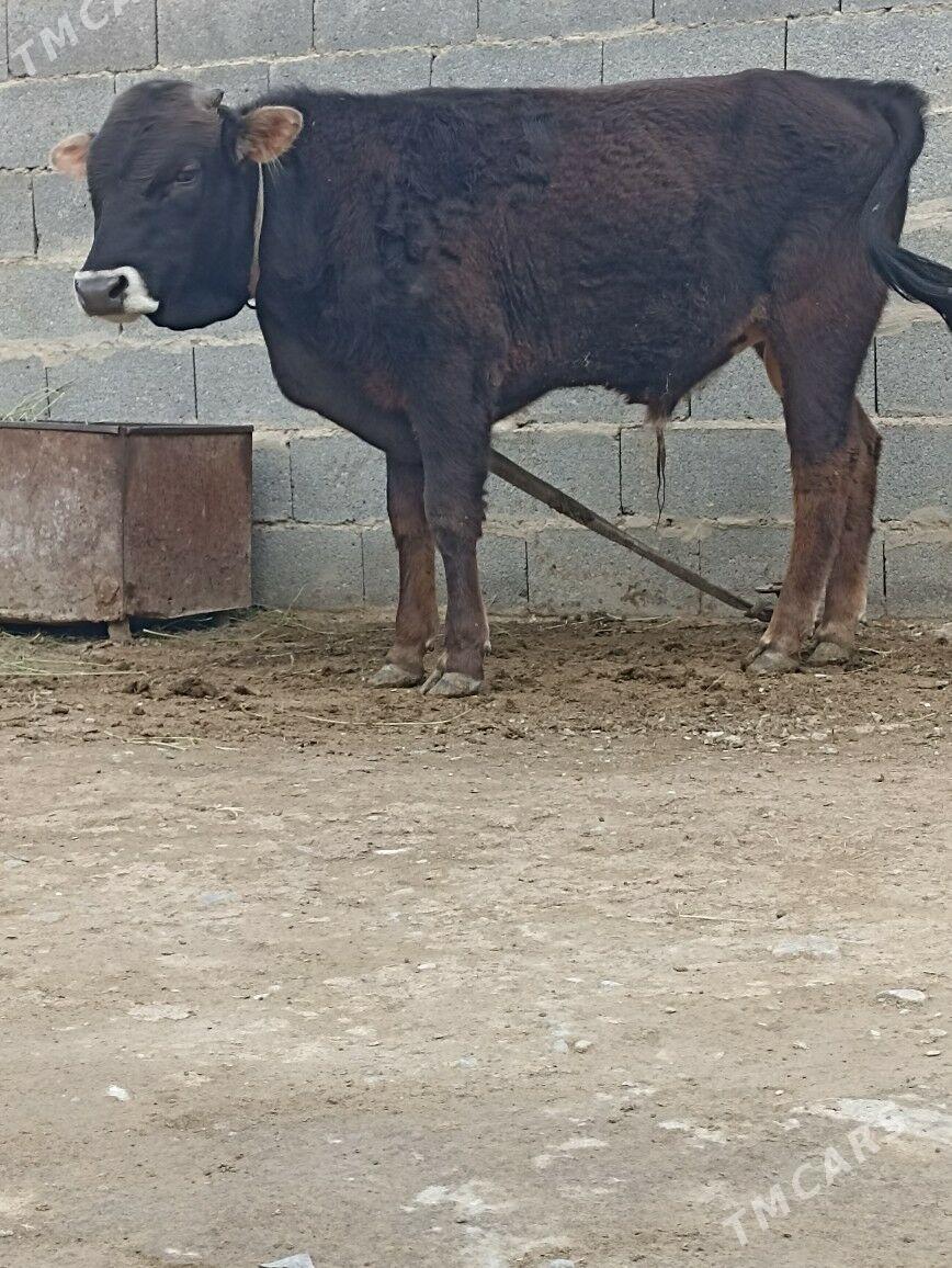 okuz - Бахарден - img 1