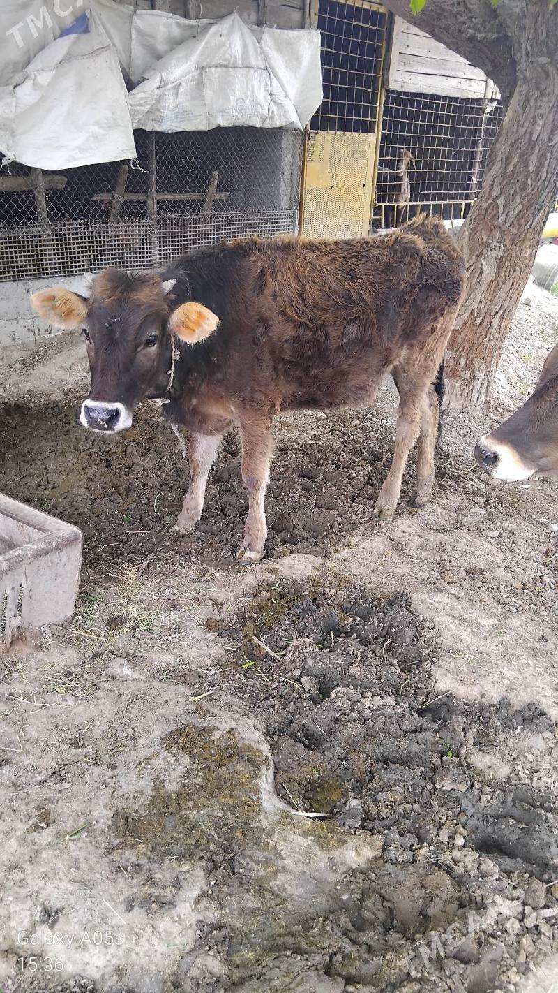 tûwe - Бахарден - img 1