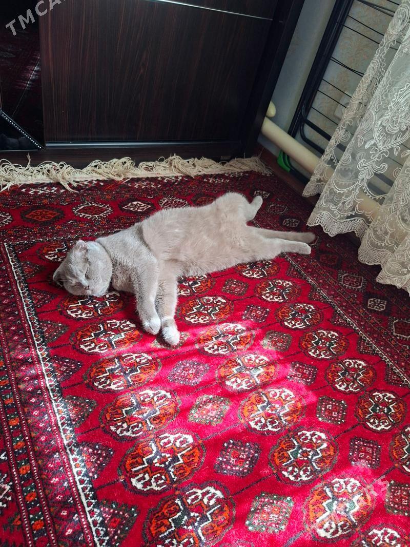 ŞATLAN PARODA PISIK - Анев - img 1