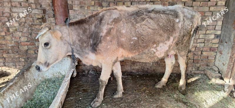 Goleli sygyr - Яшлык - img 1