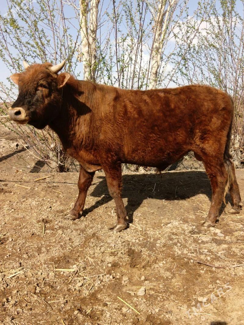 ökiz - Кёнеургенч - img 1