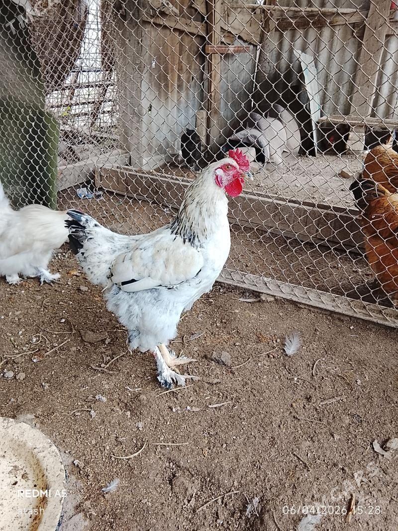 horaz - Gypjak - img 1