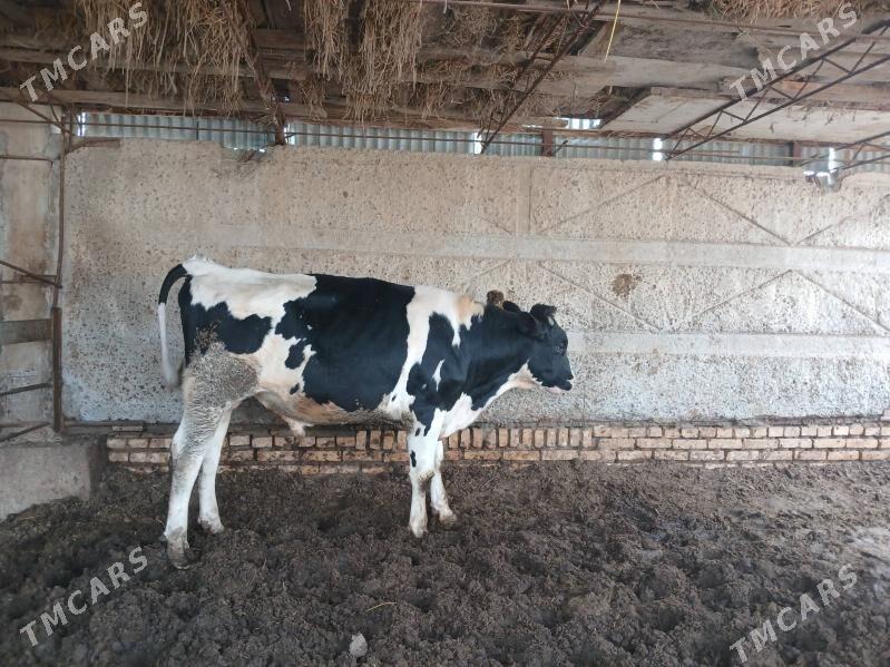 okuzler - Çärjew - img 1