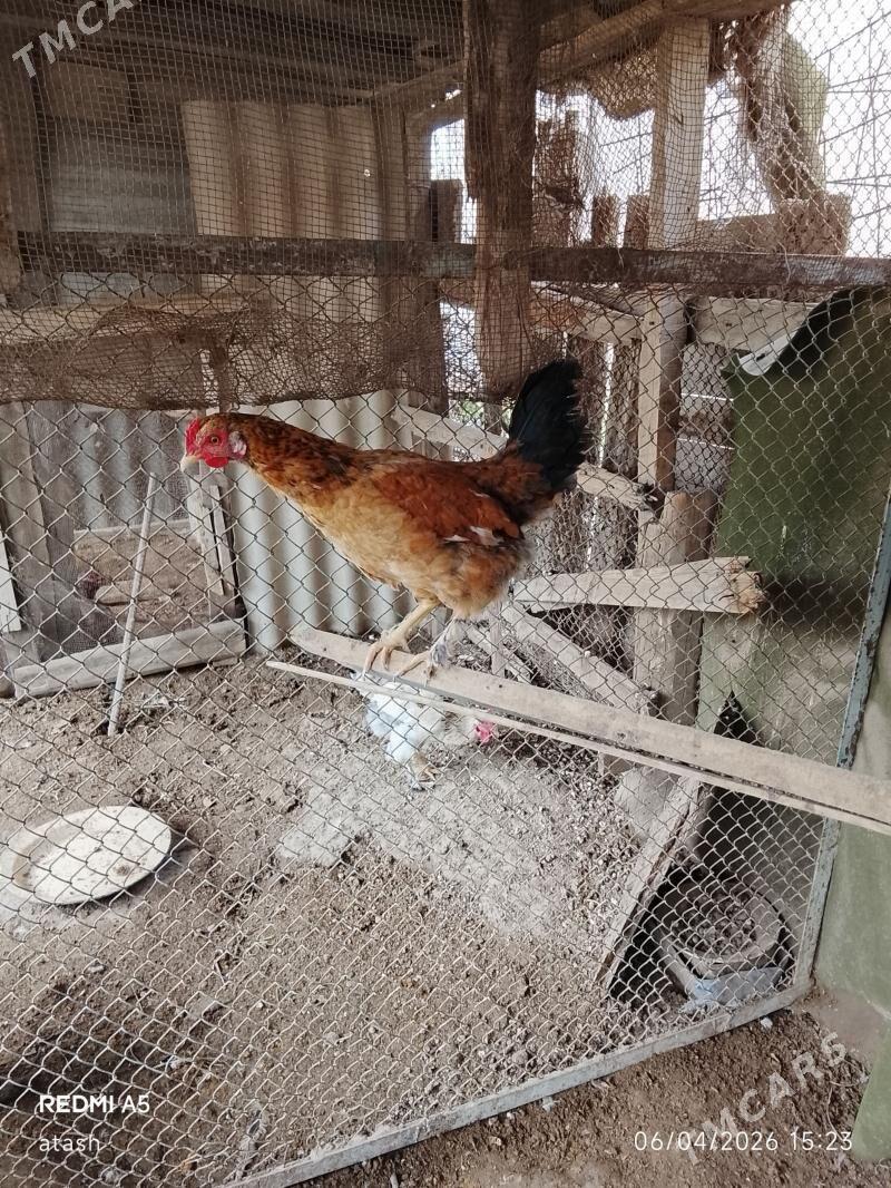 horaz - Gypjak - img 1