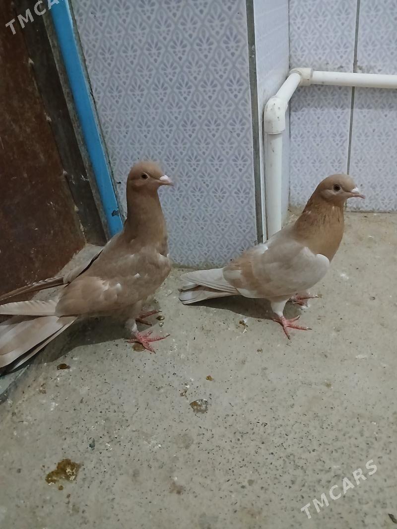 kepderi - Gyzylarbat - img 1