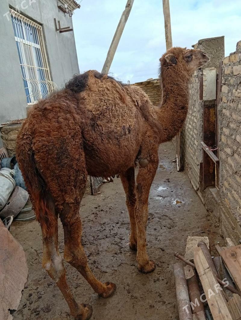 Ogsuk - Гумдаг - img 1