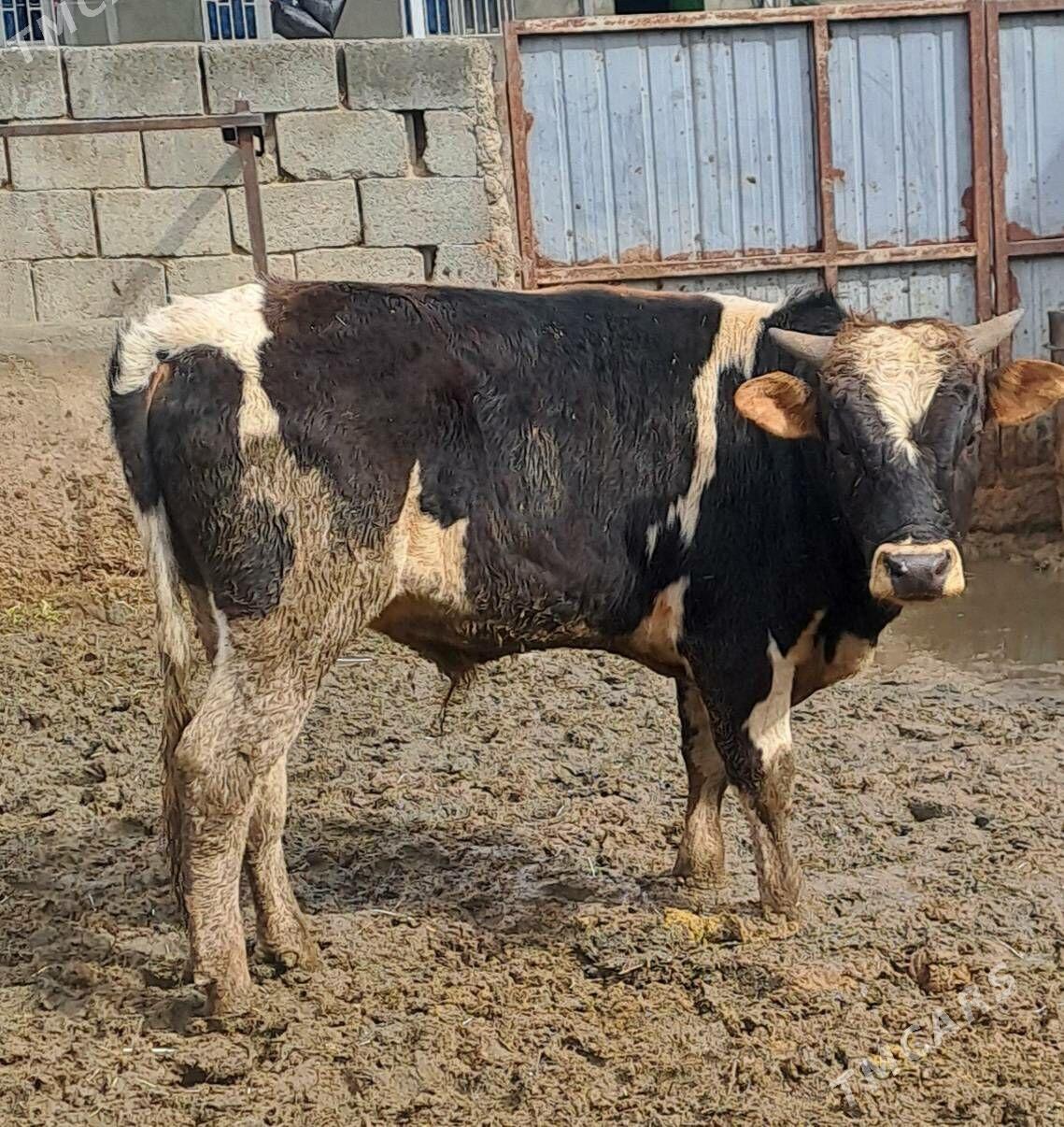 OKUZ - Bäherden - img 1