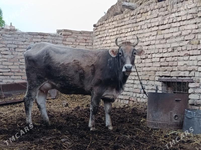 Sygyr - Çärjew - img 1