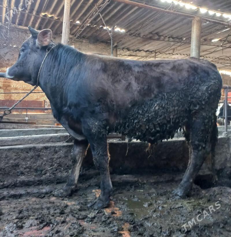 okuz - Ýaşlyk - img 1