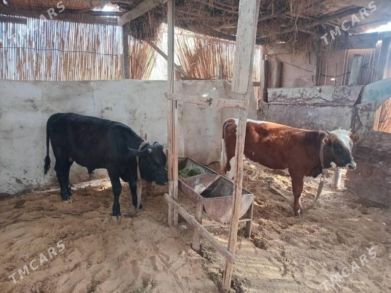 okuzler - Mary - img 1