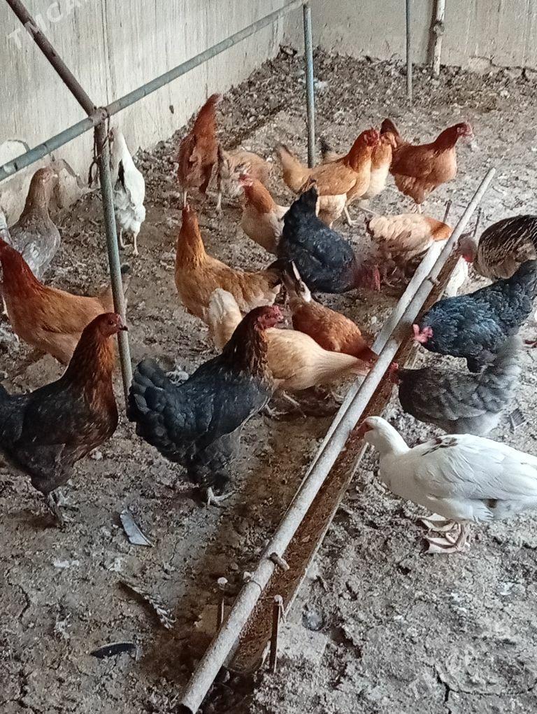 Towuklar - Гызыларбат - img 1