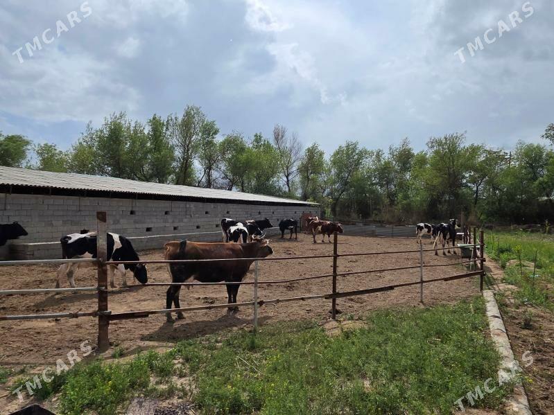 Suytlek sygyrlar - Bedew - img 1