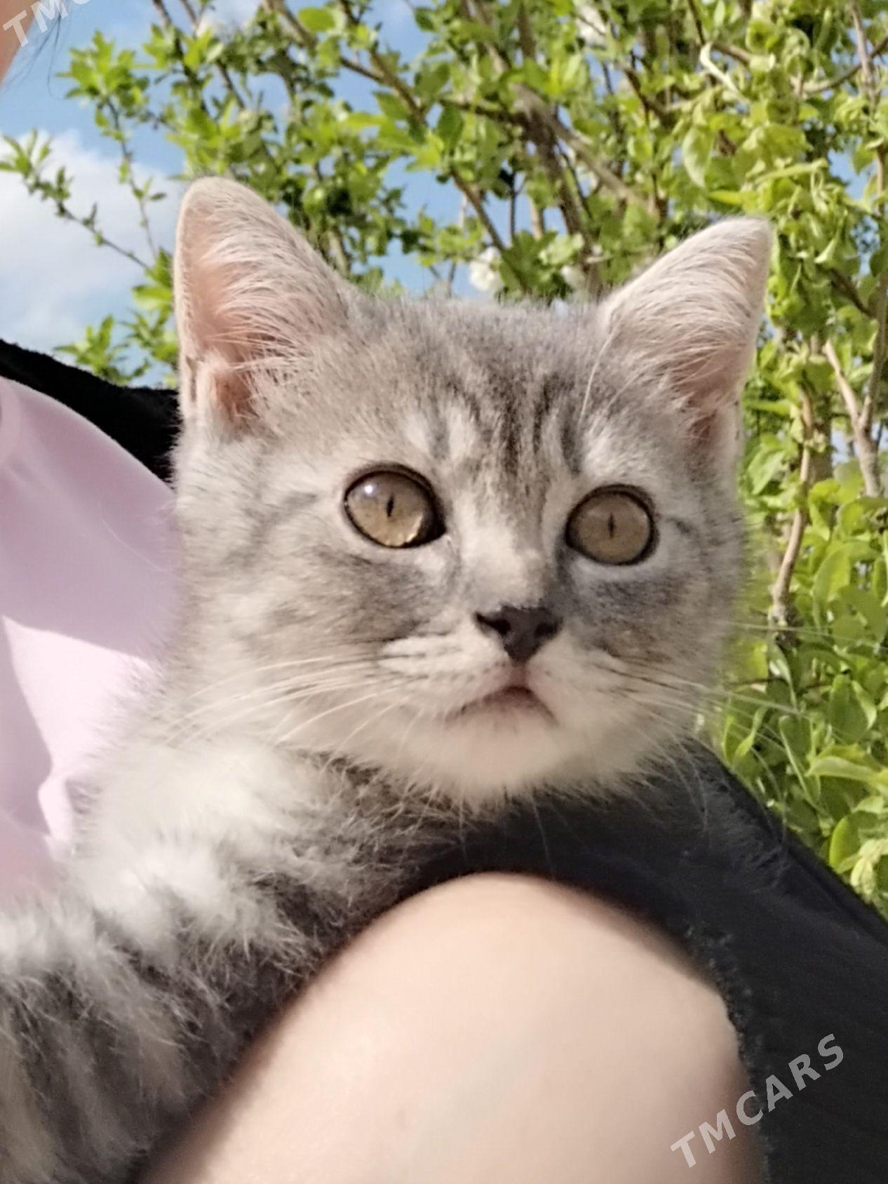 животные - Aşgabat - img 1