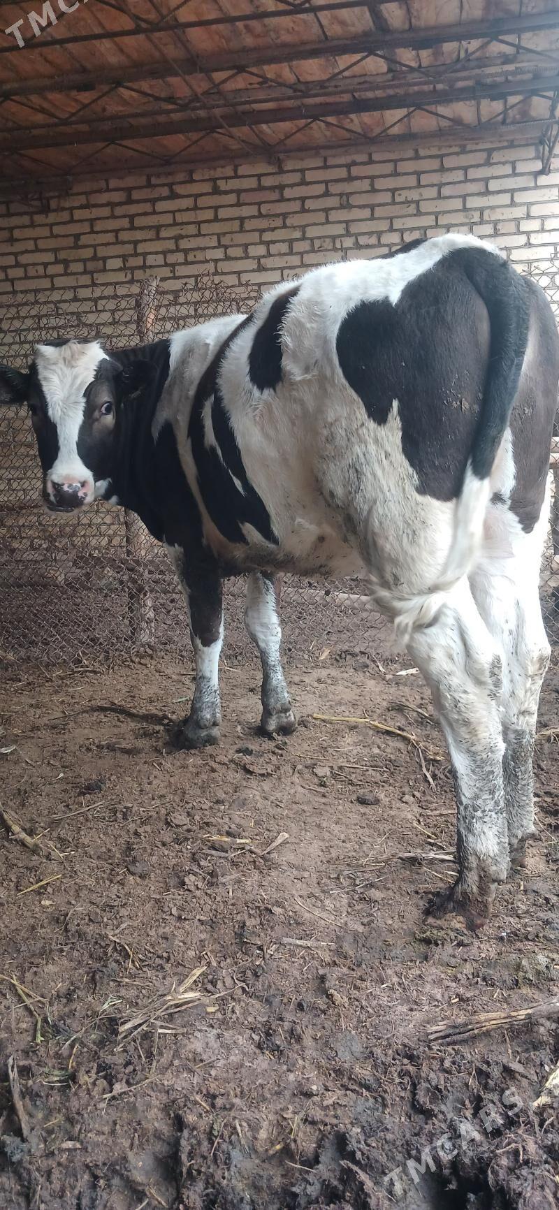 simental gunajyn - Halaç - img 1