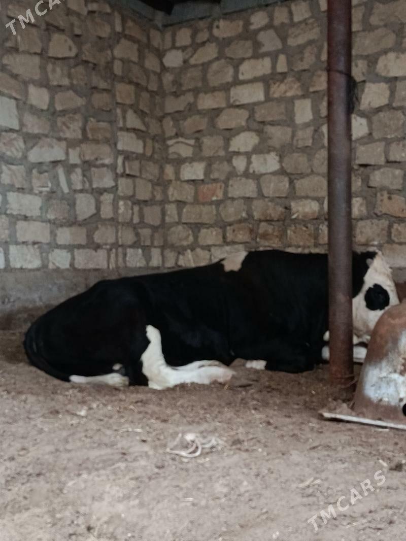 SMENTAL - Гумдаг - img 1