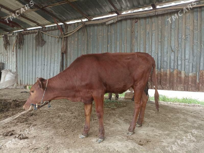 Gulajyn göle - Мургап - img 1