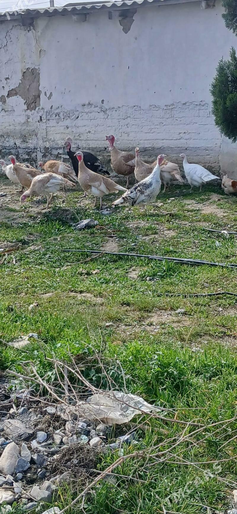 induk yumurtga - Gyzylarbat - img 1