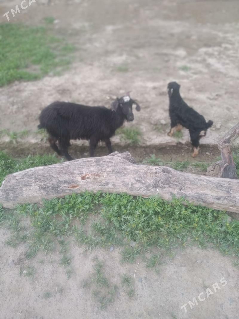 owlakly geci - Бахарден - img 1