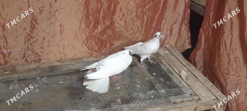 kepderi - Kaka - img 1