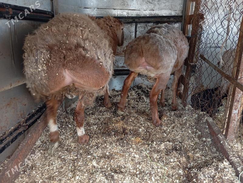 gisar goc - Aşgabat - img 1