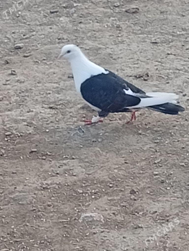 kepderi - Bereket - img 1