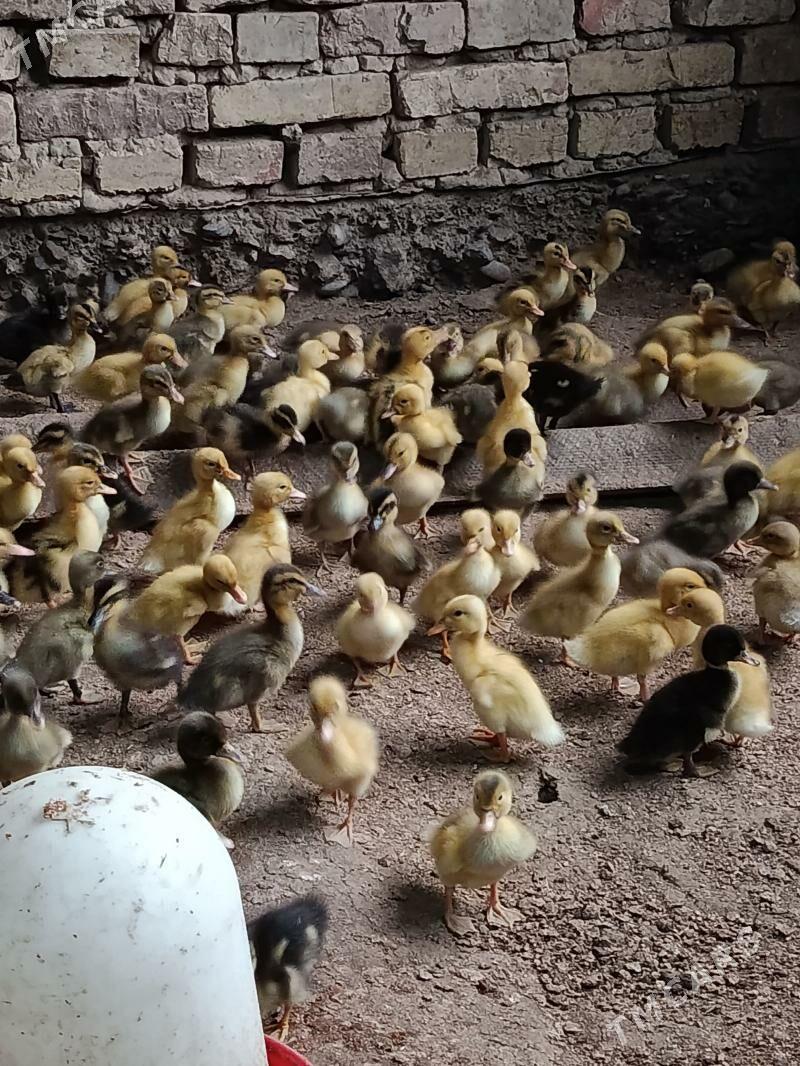 ýaşylbaş ördek jüýje - Мургап - img 1