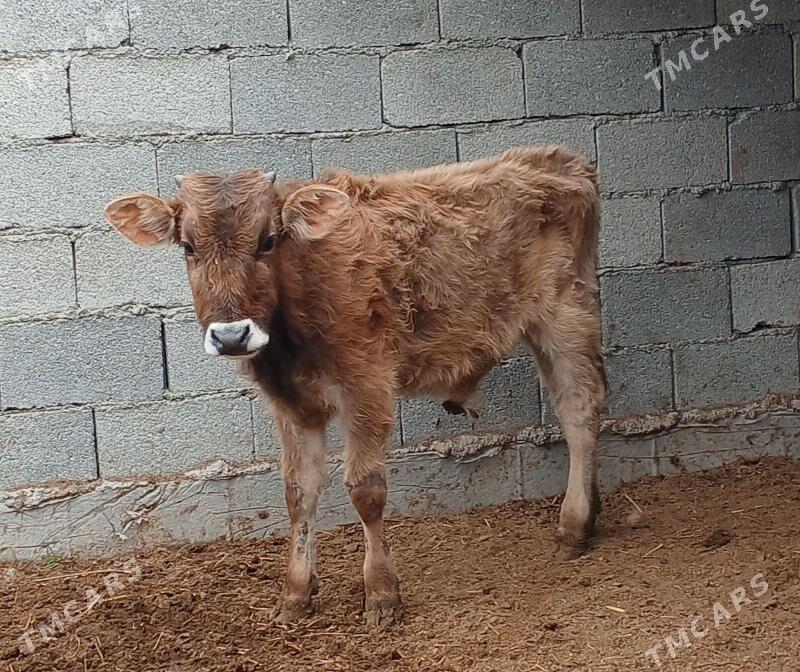 okuz tuwe - Херрикгала - img 1