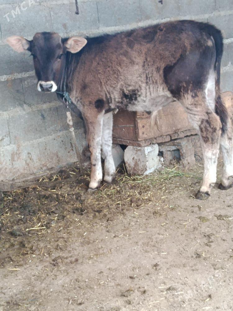 şwes göleli sygyr - Бахарден - img 1