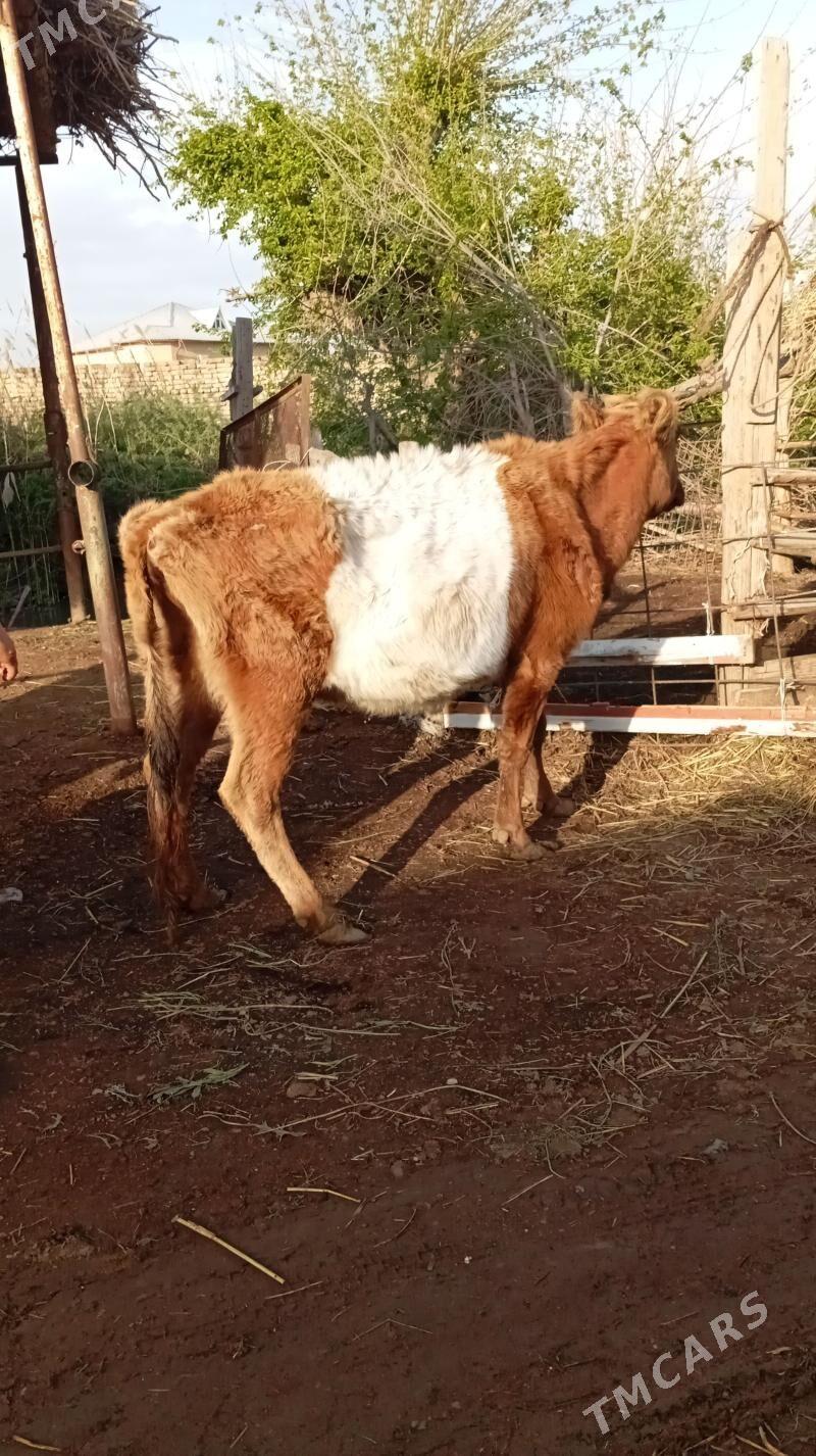 boğaz sygyr - Sakar - img 1