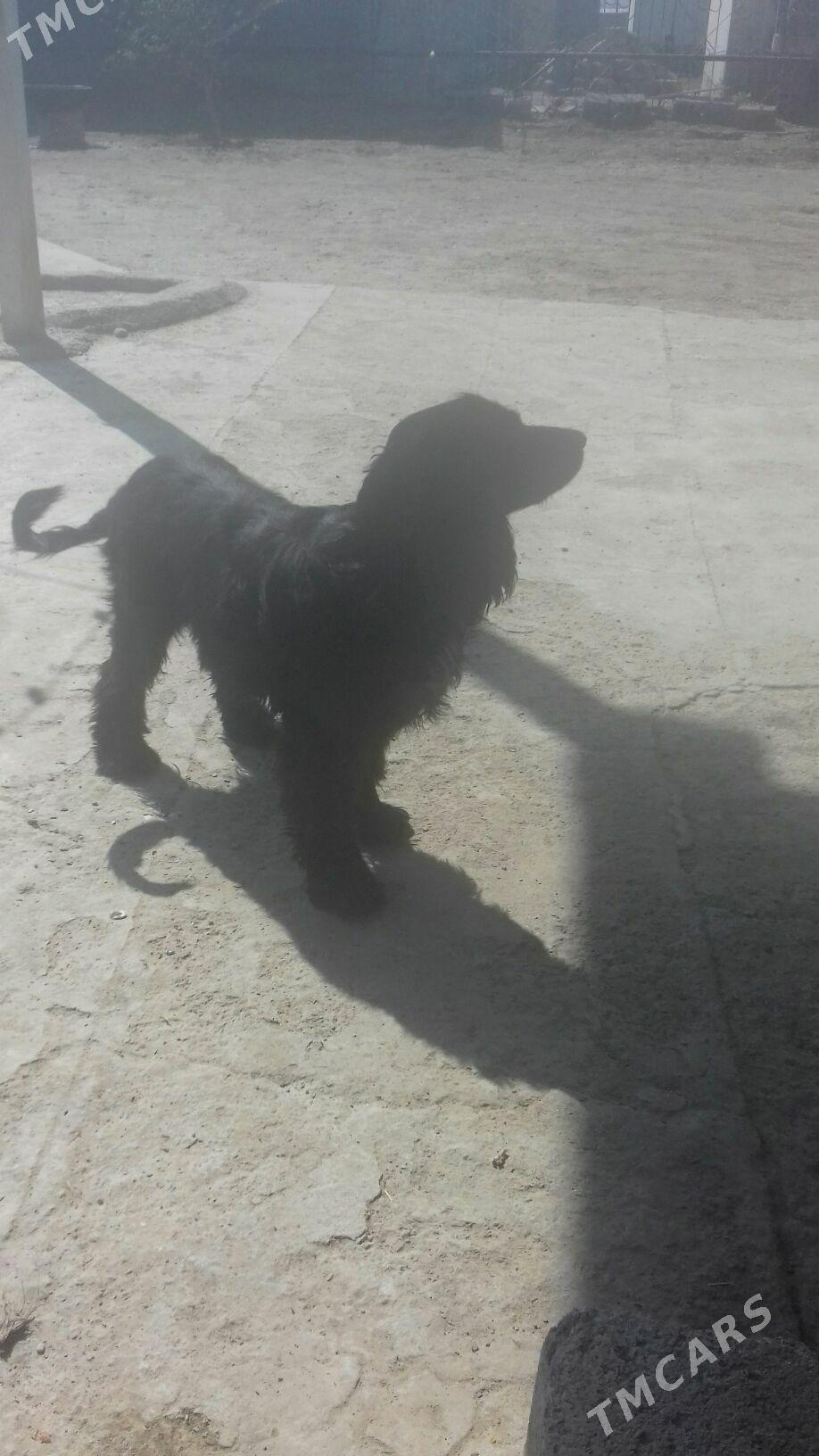 It - Бахарден - img 1