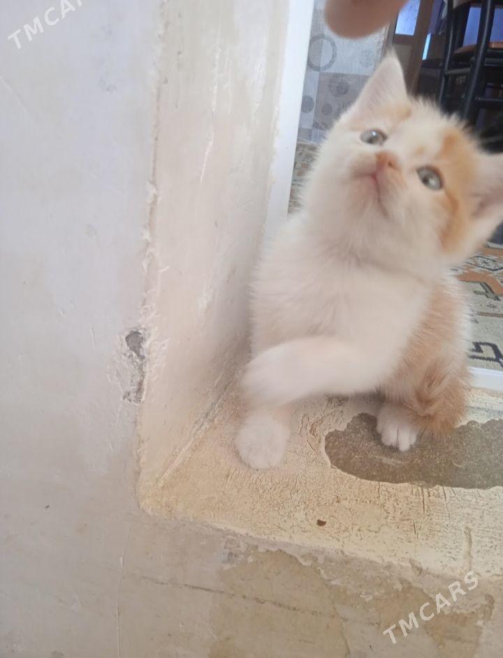 котёнок - Türkmenabat - img 1