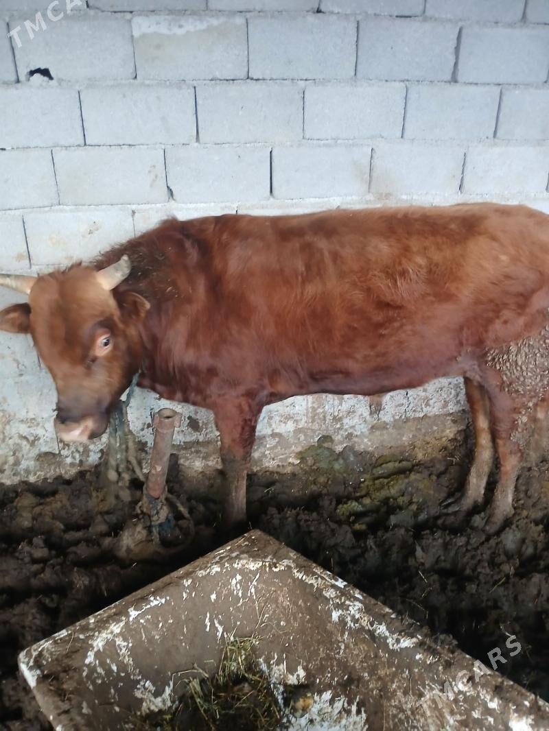 okuz - Ýaşlyk - img 1