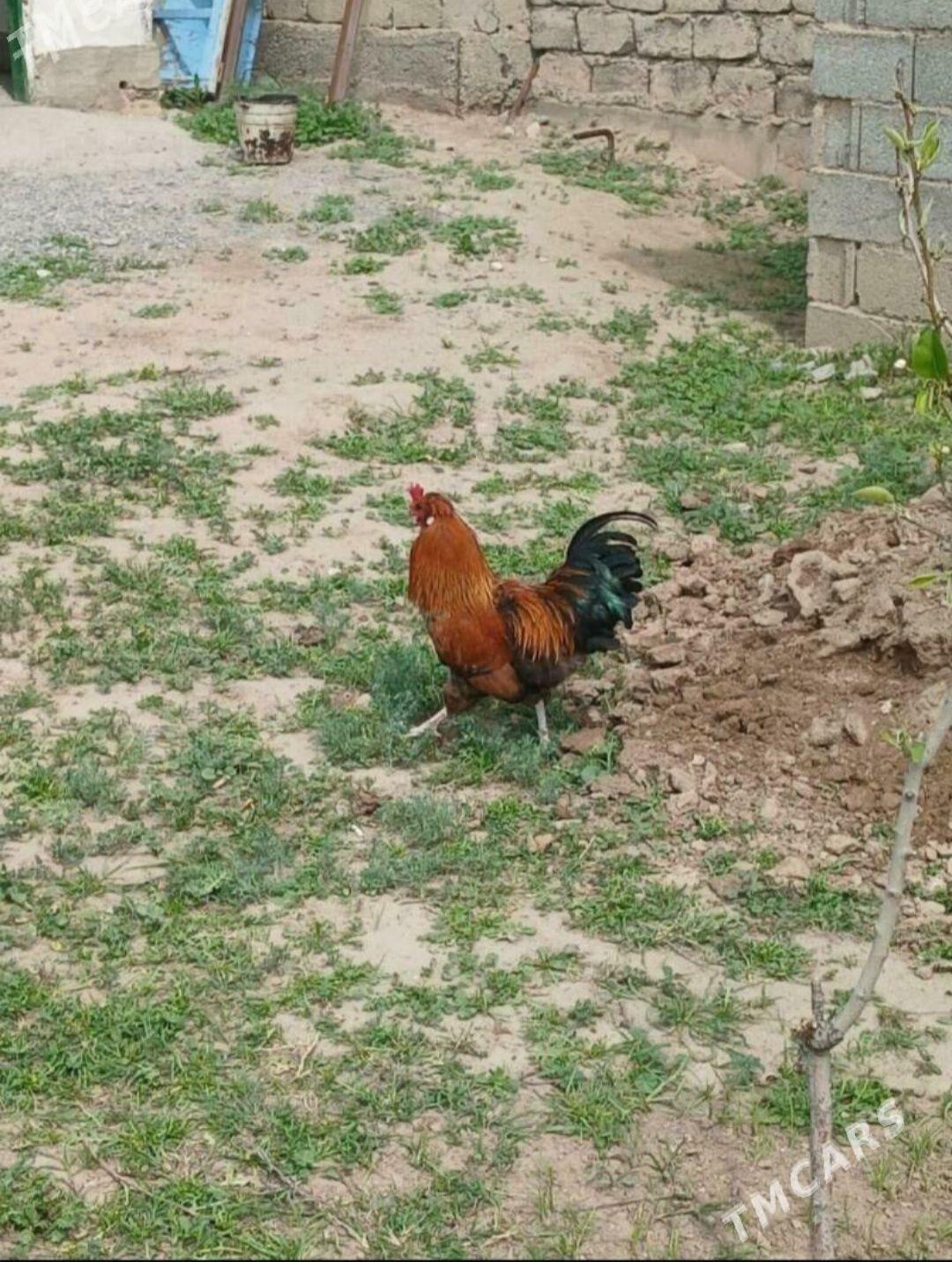 horoz - Aşgabat - img 1