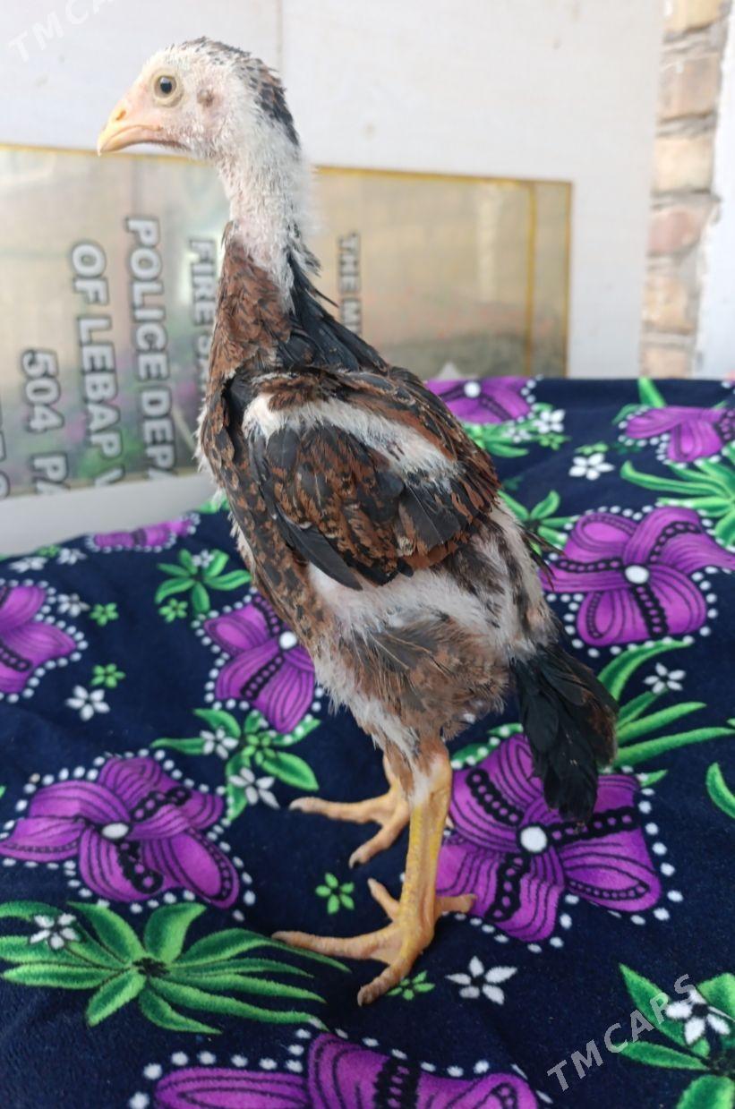 О ШАМО ЖУЖЕЛЕР - Туркменабат - img 1