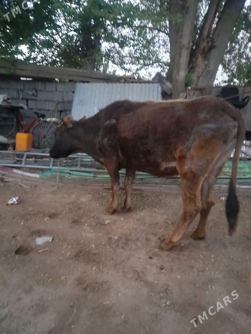 Şuwes tohum sygyr - Gypjak - img 1