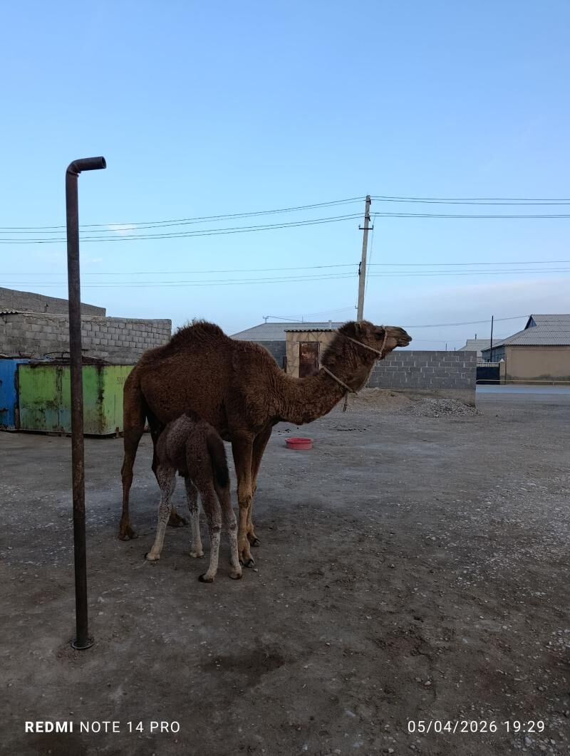 kosgli duye - Гумдаг - img 1