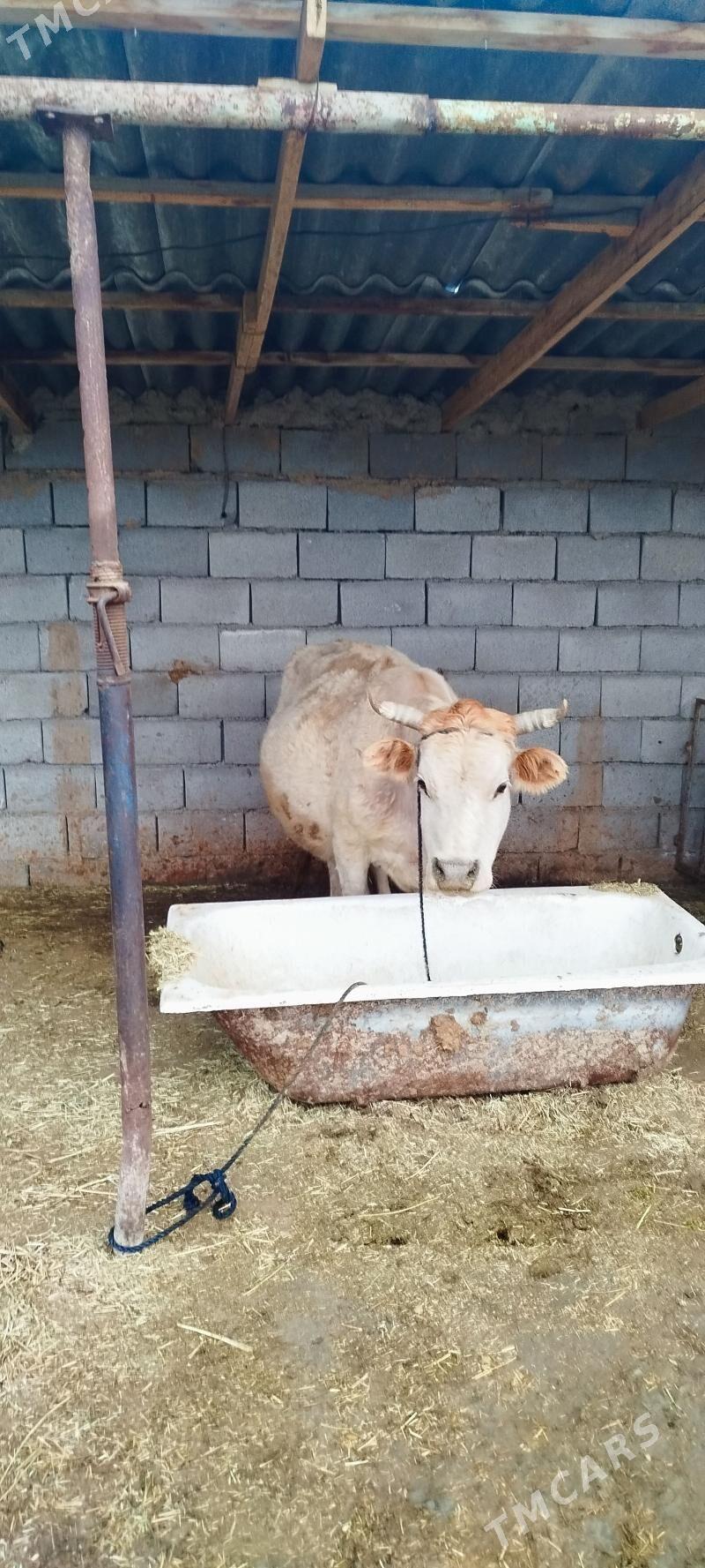 şitohum bogoz sygyr - Бахарден - img 1