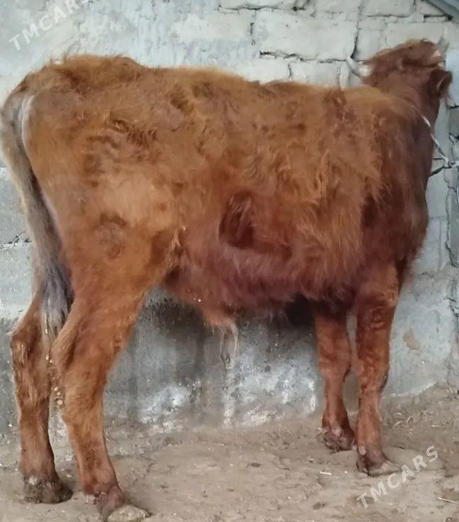 okuz - Ашхабад - img 1