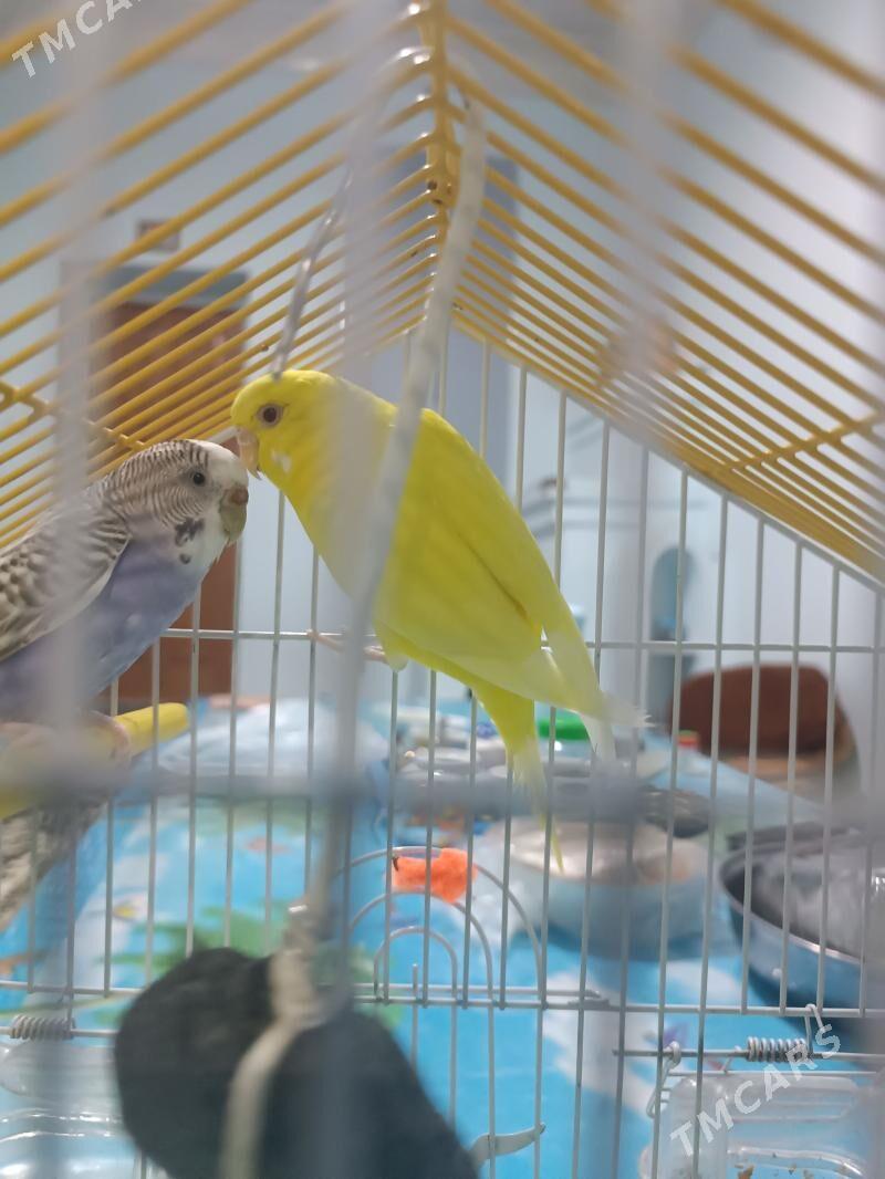 Popugay - Губадаг - img 1